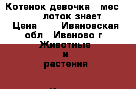  Котенок девочка 1 мес. 12.07. (лоток знает) › Цена ­ 1 - Ивановская обл., Иваново г. Животные и растения » Кошки   . Ивановская обл.